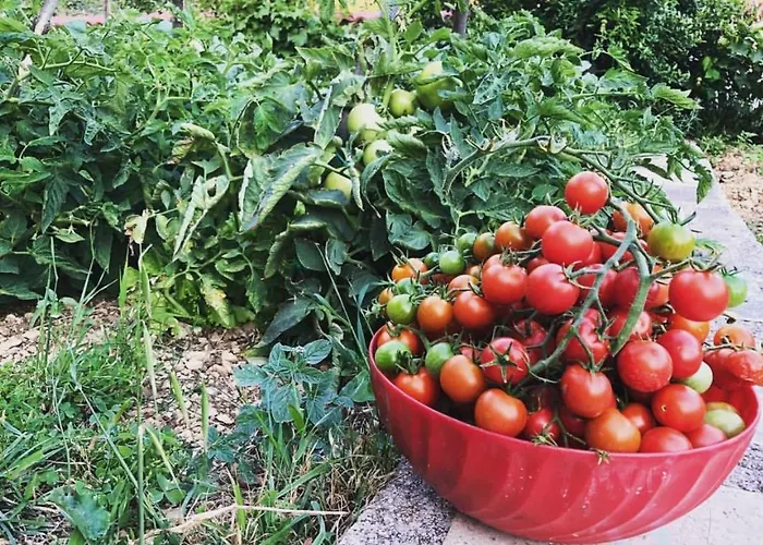 Aman Макарська